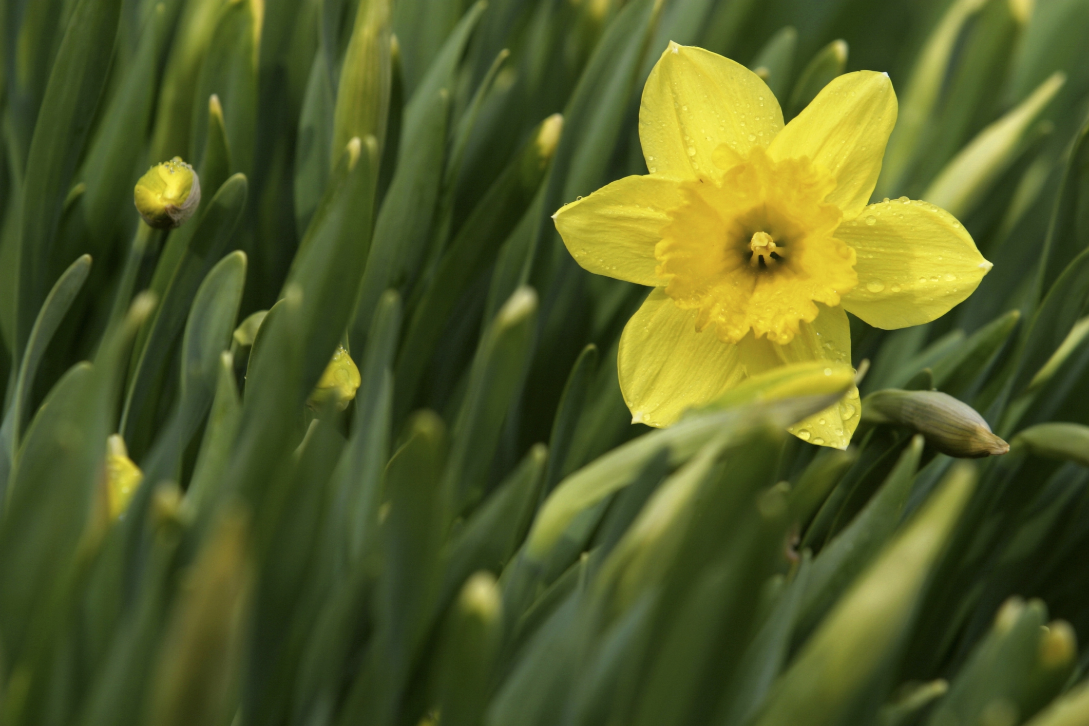 Poetry: The Daffodil - Around Concord