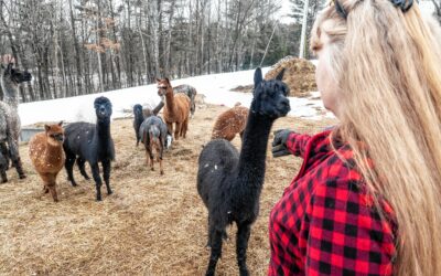 Canterbury farm reinvents itself with investment in alpacas