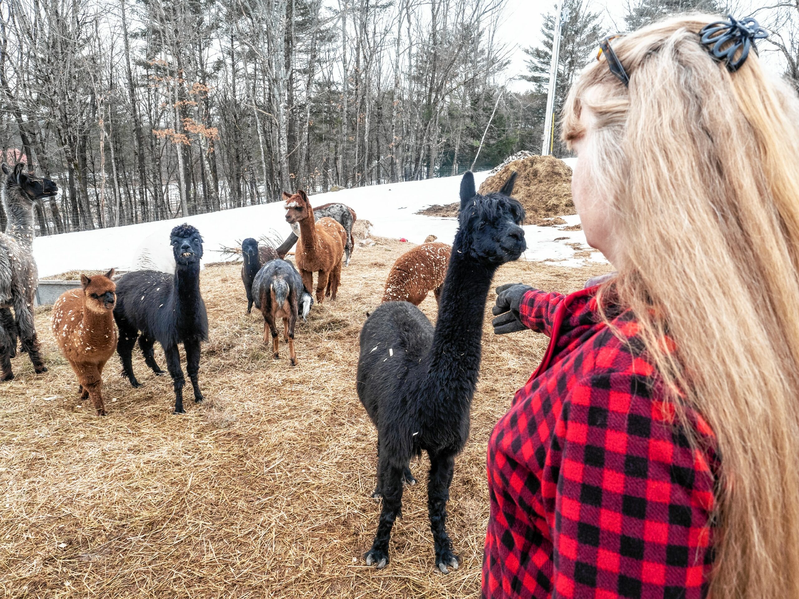 Alpaca Llama 1 Head Face Domestic Animal Cattle Breed Breeder Farm